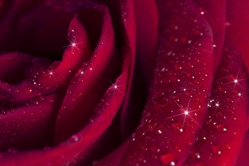 Beautiful close-up rose with water drops.