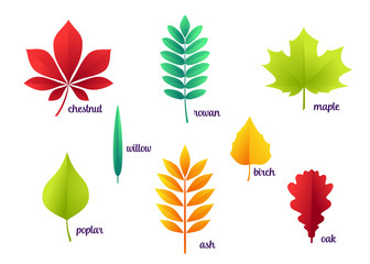 Fototapeta na wymiar Vector illustration of autumn leaves