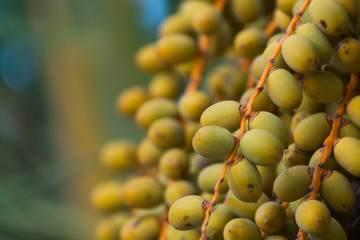 Palm dates growing on the palm tree