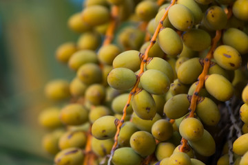 Palm dates growing on the palm tree