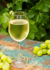 Wine glass with ice cold white wine, outdoor terrace, wine tasting in sunny day, green vineyard garden background.