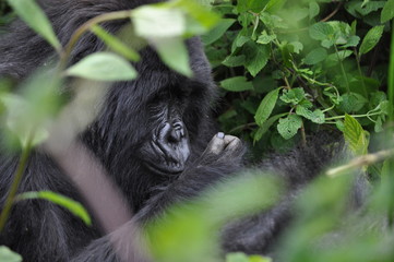 Mountain Gorilla in Volcanoes NP, Rwanda (Virunga Mountains)