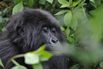 Mountain Gorilla in Volcanoes NP, Rwanda (Virunga Mountains)
