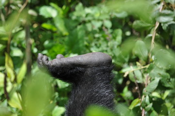 Mountain Gorilla in Volcanoes NP, Rwanda (Virunga Mountains)