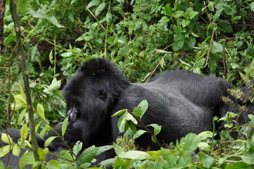 Mountain Gorilla in Volcanoes NP, Rwanda (Virunga Mountains)