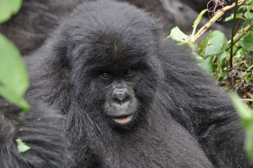 Mountain Gorilla in Volcanoes NP, Rwanda (Virunga Mountains)