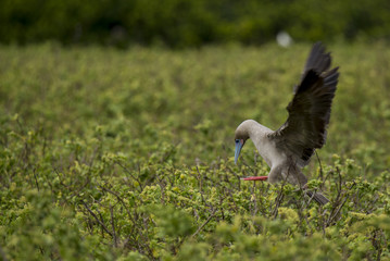 Booby landing