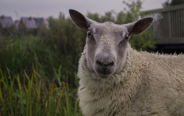 a white sheep looking into camera with a blurred green landscape in the background
