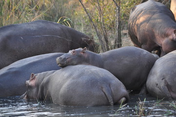 Saint lucia hippo