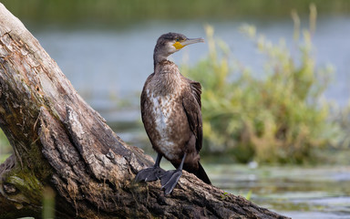 The great cormorant known as the great black cormorant across the Northern Hemisphere.