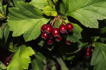 Handful of red currant
