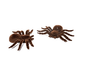 Halloween decoration background. Isolated