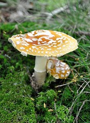 toadstool, mushroom in nature
