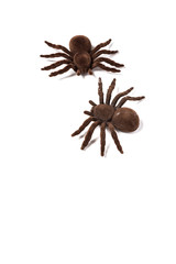 Halloween decoration background. Isolated