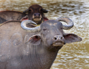 Asian Water Buffalo (Bison) wallowing in a lake looking directly at camera in Udawallawe, Sri Lanka