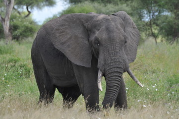 Fototapeta na wymiar Elephant in Tarangire National Park