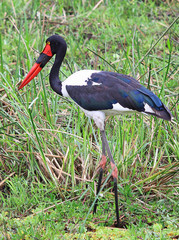 Saddle Billed Stork standing in the lush grass in Zambia