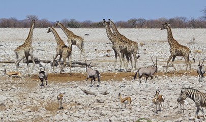 Obraz na płótnie Canvas Giraffe and Gemsbok Oryx and zebra standing on the dry arid plains in Etosha
