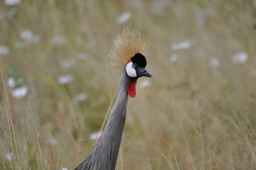 Crowned crane
