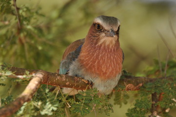 Bird in Tarangire National Park
