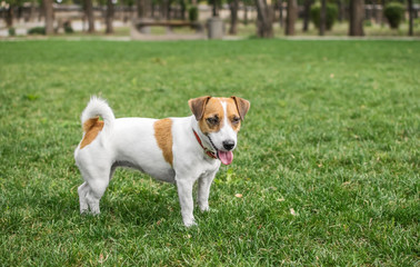 A small dog Jack Russell Terrier in summer park on green grass outdoor