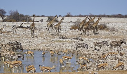 Fototapeta na wymiar Many animals congregate around a waterhole including giraffe, zebra and springbok, Etosha, Namibia
