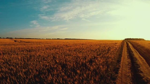 Panorama Of Wheat Field