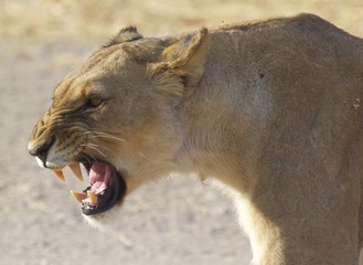 Close up of a lioness snarling