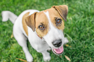 A close-up portrait of a small dog Jack Russell Terrier sitting in summer park on green grass outdoor