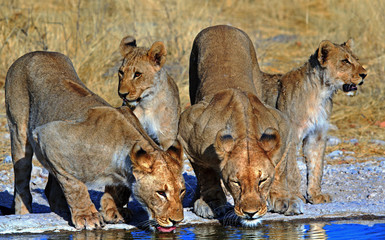 Pride of Lions drinking from a waterhole in Ongava,  Etosha with lovely evening sunlight