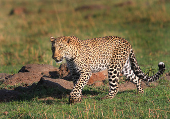 Beautiful full frame African Leopard walking across the lush plains of the masai mara, kenya