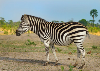 Fototapeta na wymiar Full frame Burchell Zebra standing on the plains inHwange, Zimbabwe