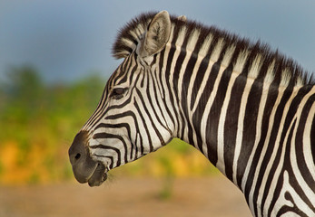 Fototapeta na wymiar Side Profile of a burchell zebra face with a natural plains background