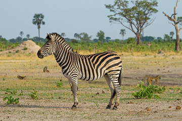 Fototapeta na wymiar vibrant image of a Burchells zebra standing on the african plains in Hwange, Zimbabwe