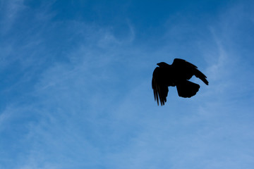 Soaring Crow