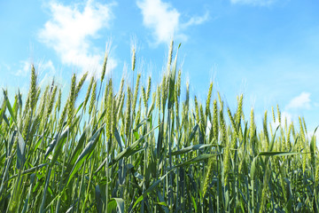 Obraz premium Closeup view of wheat field on sunny day