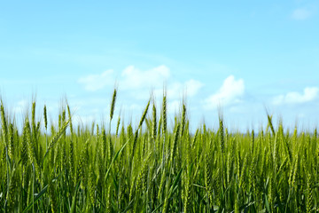 Closeup view of wheat field on sunny day