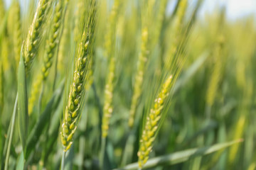 Closeup view of wheat field on sunny day