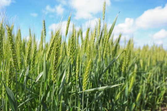 Closeup view of wheat field on sunny day