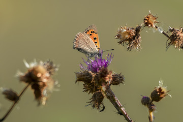 Fire butterfly on a thistle