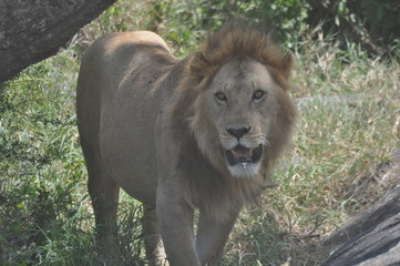 Lion in Serengeti 