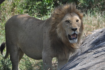 Lion in Serengeti 