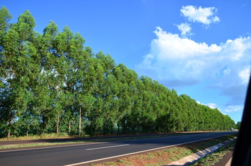 Road tree