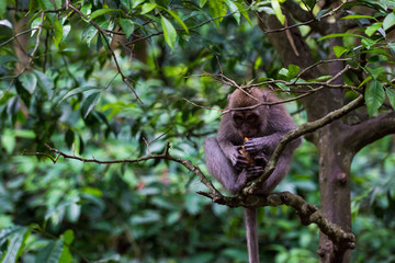 Affe im Dschungel in Bali