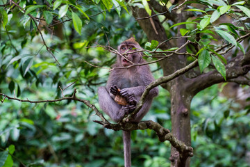 Affe im Dschungel in Bali