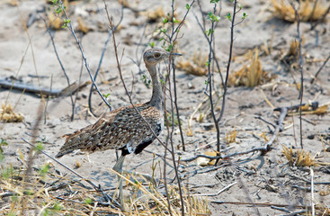 speckled kohran bird standing guard of it's nest in Matusdona, Zimbabwe