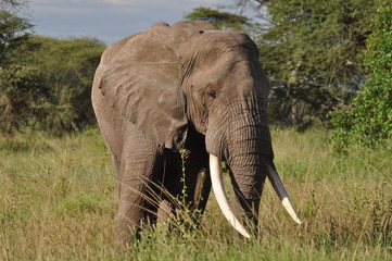 Fototapeta na wymiar Elephant in Serengeti