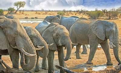 Herd of elephants surround a waterhole in Hwange, Zimbabwe