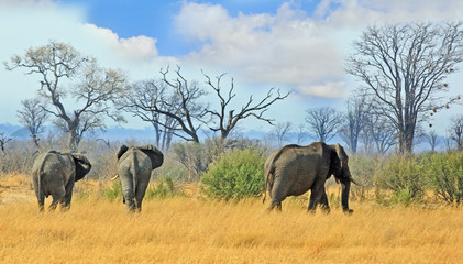 Elephants walking away from camera towards the bushveld with a cloudy blue sky