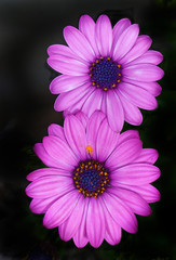Obraz premium Multiple exposure of an osteospernum Flower in Full Bloom on an isolated background
